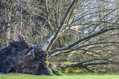 Uprooted tree in a Park in Germanyの写真素材