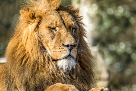 Close-up of male lion lying on a branchの写真素材