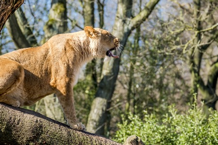 Close up of female lionの写真素材