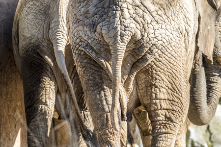 Detail rear view of african elephantの写真素材