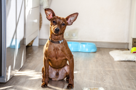 Miniature Pinscher looks straight at the camera.の写真素材