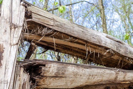 Broken tree due to little insects invadingの写真素材