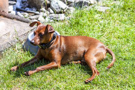 Miniature pinscher resting next to feeding bown on a hot summer day.の写真素材