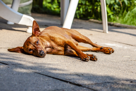 Miniature pinscher resting on the pavementの写真素材