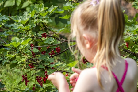 Little girl picking ripe berries of gooseberry in the gardenの写真素材