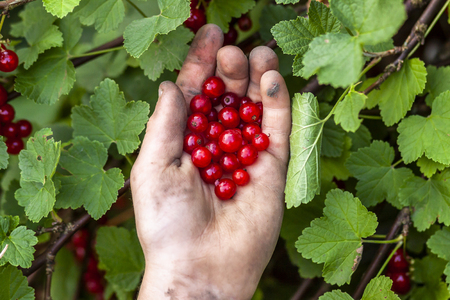 Red currant berries in hand of young boy.の写真素材
