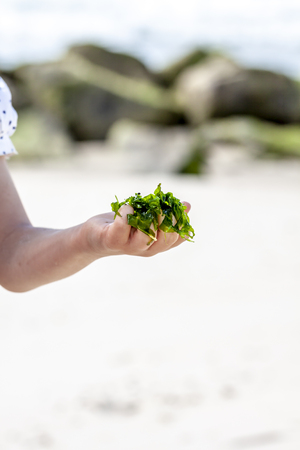 Little girl holding seaweed at the beach.の写真素材