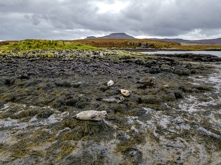 Aerial view of seal colony in Scotland - UKの写真素材