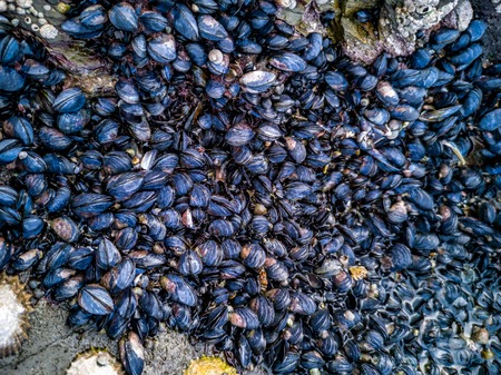 Cluster of Mussels frsh at the scottish coastline