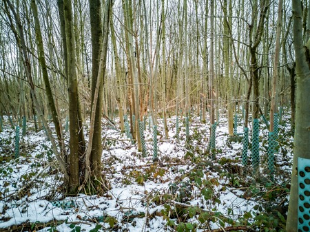 Tree guard system in the winter forest of Germanyの写真素材