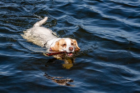 Golden retriever swimming with stick in its mouthの写真素材