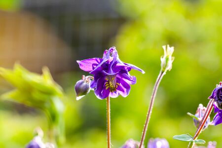 Agapanthus or African lily flowers in the garden.の写真素材