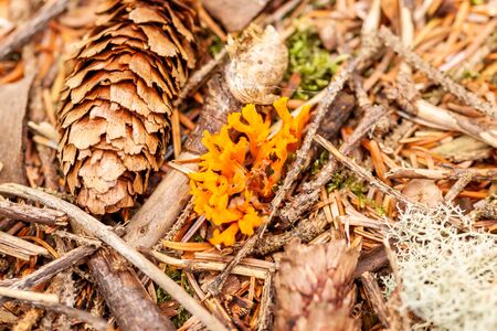 Orange lichens on on the summer forest soilの写真素材