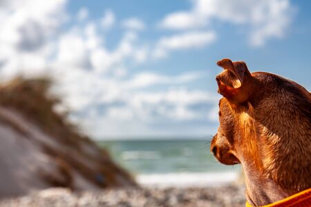 Miniature pinscher observing what is going on at the beach.の写真素材