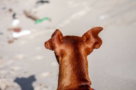 Dog between trash plastic pollution at sandy beach seashore resortの写真素材