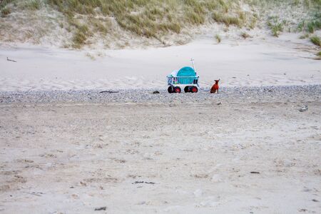 Miniature pinscher standing next to beach handcart.の写真素材