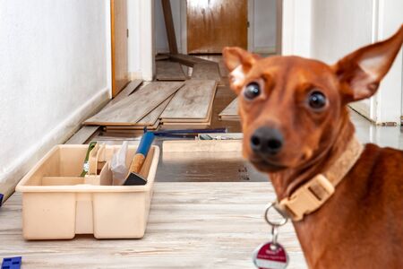 Room - Lobby - with unfinished laminate installation - Dog pops blurry into the pictureの写真素材
