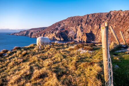 Sheep enjoying the sunset at the Slieve League cliffs in County Donegal, Irelandの写真素材