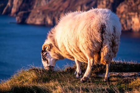 Sheep enjoying the sunset at the Slieve League cliffs in County Donegal, Irelandの写真素材