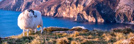 Sheep enjoying the sunset at the Slieve League cliffs in County Donegal, Ireland.の写真素材