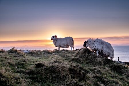 Sheep enjoying the sunset at the Slieve League cliffs in County Donegal, Irelandの写真素材