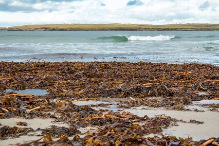 Seaweed lying on Portnoo beach in County Donegal, Irelandの写真素材