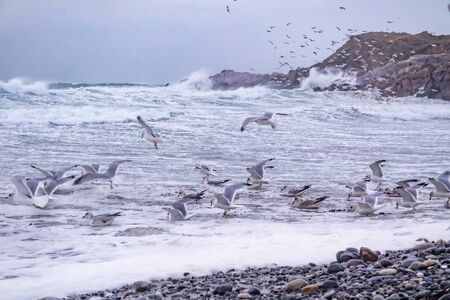 Huge amount of Seagulls feeding at the coast of Maghery in County Donegal during the storm- Irelandの写真素材