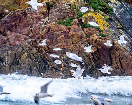 Huge amount of Seagulls feeding at the coast of Maghery in County Donegal during the storm- Ireland
