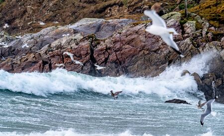 Huge amount of Seagulls feeding at the coast of Maghery in County Donegal during the storm- Irelandの写真素材