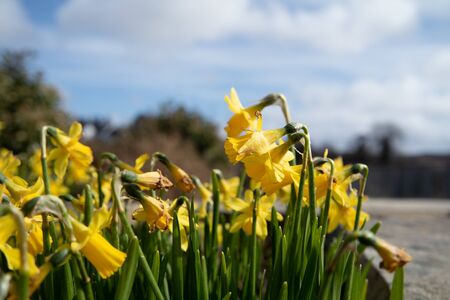 Ardara town narcissi in bloom during the Corona outbreak.の写真素材