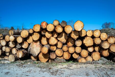 Timber stacks at Bonny Glen in County Donegal - Ireland