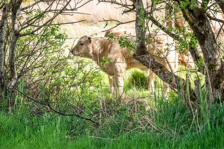White baby cow behind the fence in Irelandの写真素材