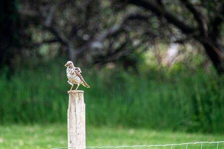 Kestrel catching worms on a lawn in County Donegal - Irelandの写真素材