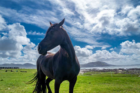 Irish Countryside view with black horse in County Donegalの写真素材