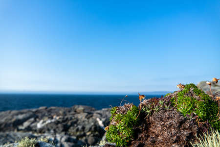 Lichened stones at the Atlantic Coast, Irelandの写真素材