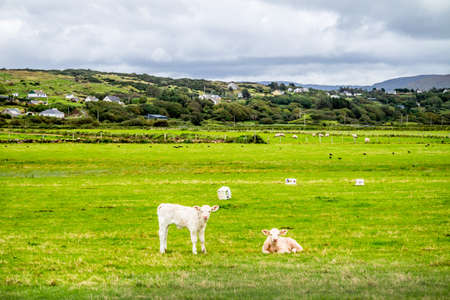 Cute baby cows having a good time in County Donegal - Irelandの写真素材