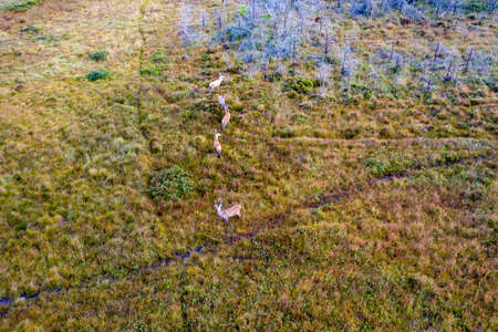 Aerial view of deer in County Donegal - Irelandの写真素材