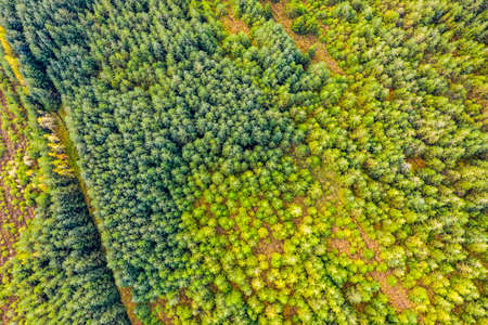 Amazing aerial of forest in County Donegal - Ireland