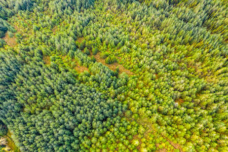 Amazing aerial of forest in County Donegal - Ireland