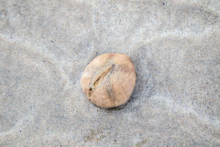 Heart urchin or sea urchins on the sand at low tideの写真素材