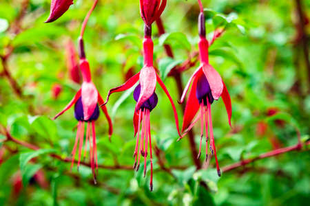 Fuchsia wildflower growing in County Donegal - Irelandの写真素材