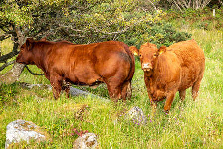 Brown cows sranding in a Donegal field - Irelandの写真素材