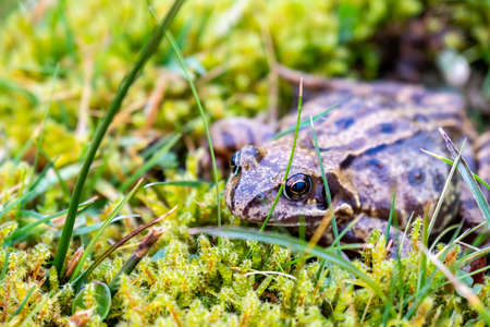 A common frog, Rana temporaria, hiding between the green gras and moss in Irelandの写真素材