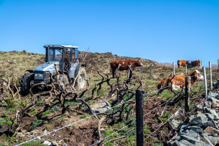 Donegal, Ireland - April 03 2021 : Brown cows resting in field behind barb wire in Irelandのeditorial素材