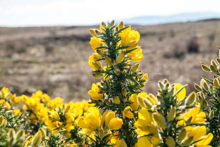 Common gorse or Ulex europaeus in Irelandの写真素材