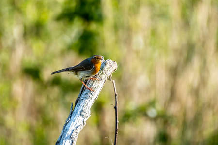Red Robin, red breast bird visiting a garden in Irelandの写真素材