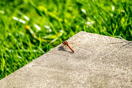 Close up of Common Darter dragonfly - sympetrum striolatum - in County Donegal - Ireland.の写真素材