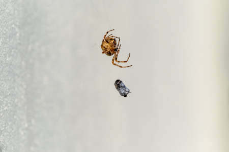 Cross Orb weaver spider eating prey in Ireland - View from the underside