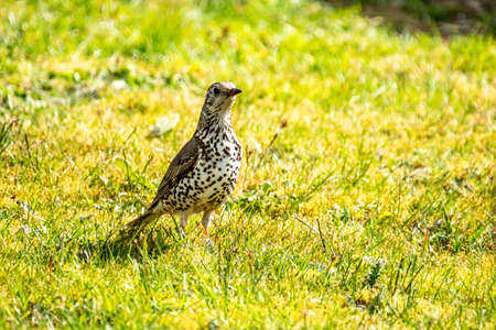 Song Thrush, turdus philomelos, visiting a garden in Irelandの写真素材