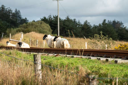 Group of sheep resting on railway line in Fintown - Irelandの写真素材